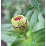 bud