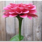 Zinnia