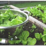 Lettuce Garden