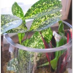 Terrarium closeup