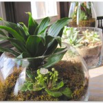 Terrariums