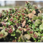 ground cover