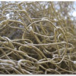 spun flax