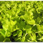 Ground Cover backyard