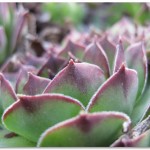 Hens and Chicks