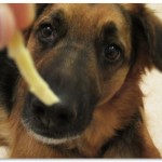 Jack Begging for Noodle