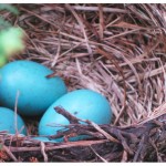 robin eggs