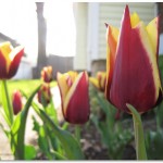 Tulip