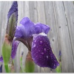 iris closeup