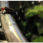 Firefly on Collander