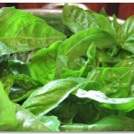 Garden Basil