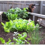 Garden Jack