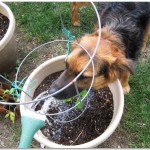 Garden Jack Water