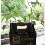 Garden tomato plants