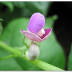 Bean Blossom 3