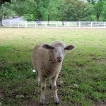 SV lamb