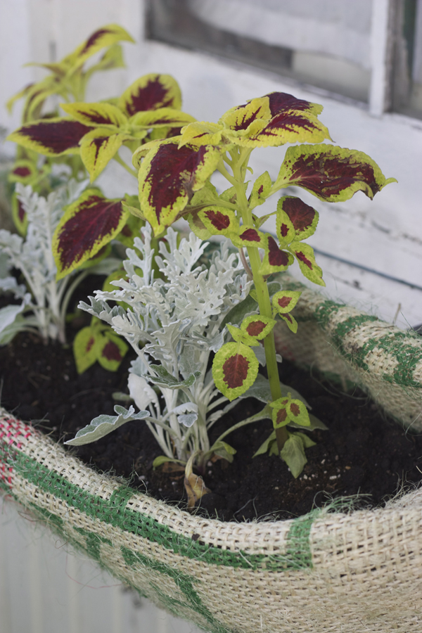 Shallow Basket Pot