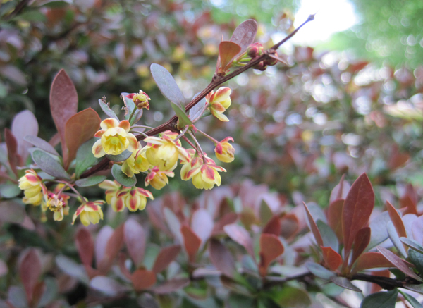 pygmy barberry