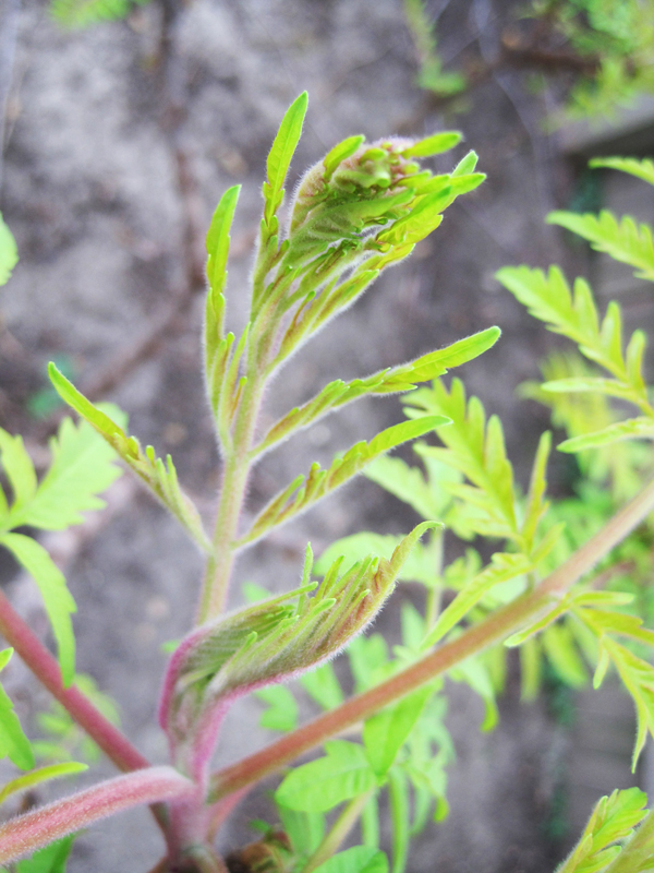 unfurling shrub